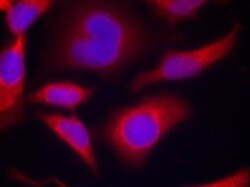 AMPK alpha 1, p Ser496 Antibody, Novus Biologicals 0.025 mL; Unconjugated:Antibodies,